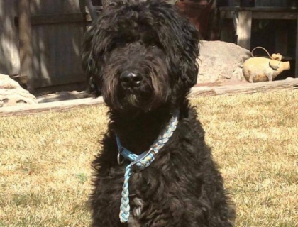 giant teddy bear schnoodles